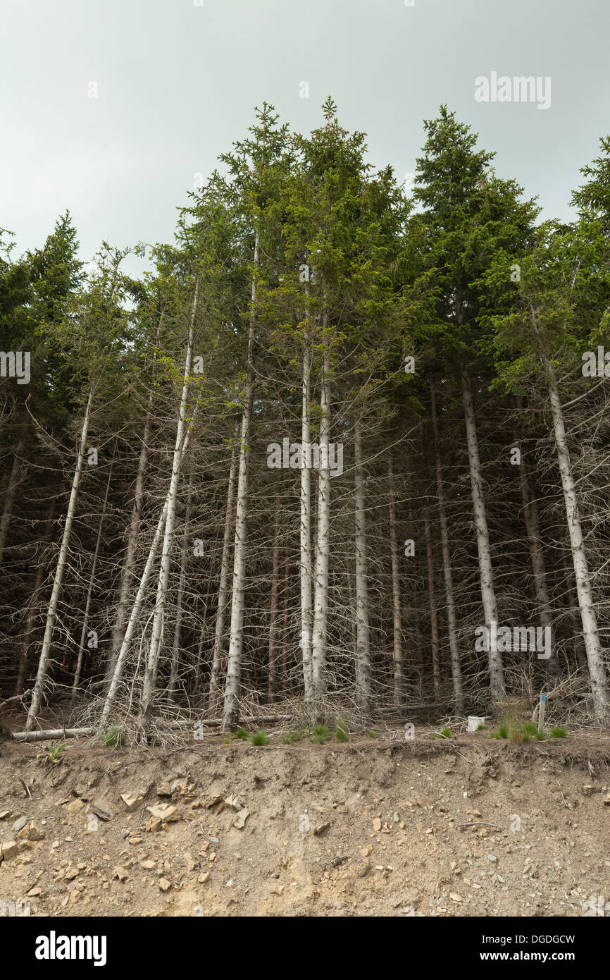 Folti boschi di conifere e strada di montagna Foto Stock