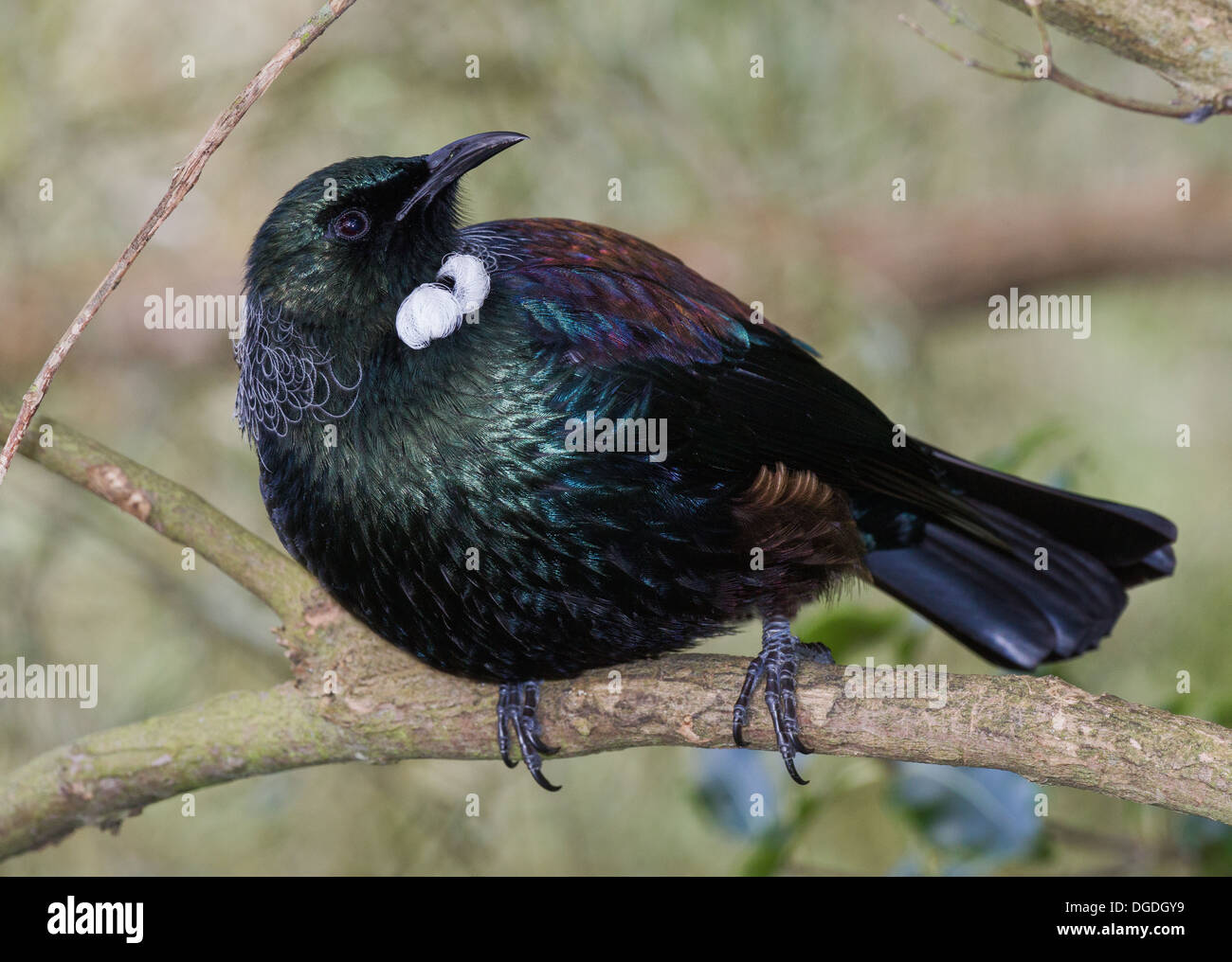 Tui Prosthemadera novaeseelandiae (Gmelin, 1788) Foto Stock