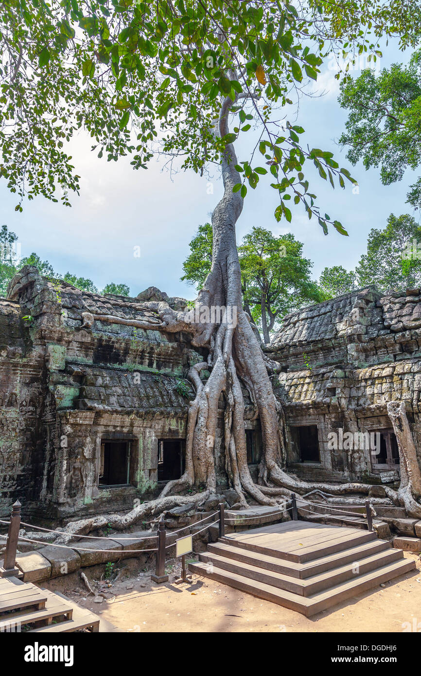 Paesaggio con alberi giganti nel tempio di Ta Prohm in Cambogia Foto Stock