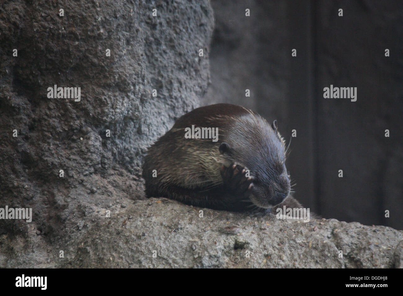 Otter pentito Foto Stock