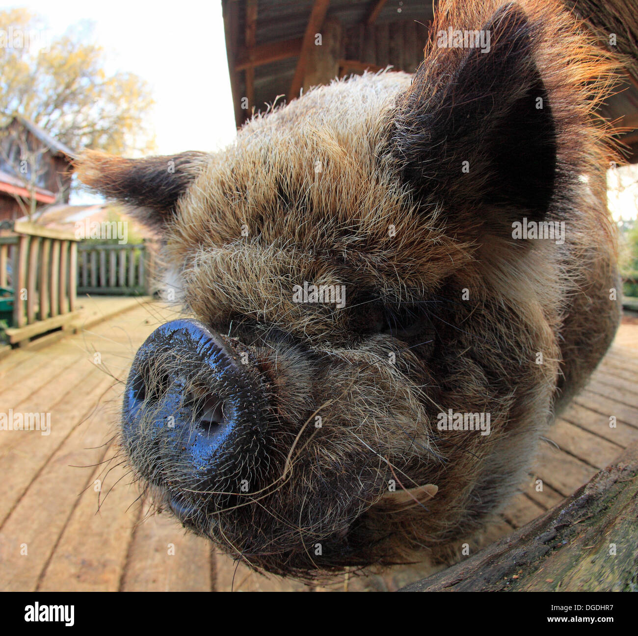 Kunekune maiale Foto Stock