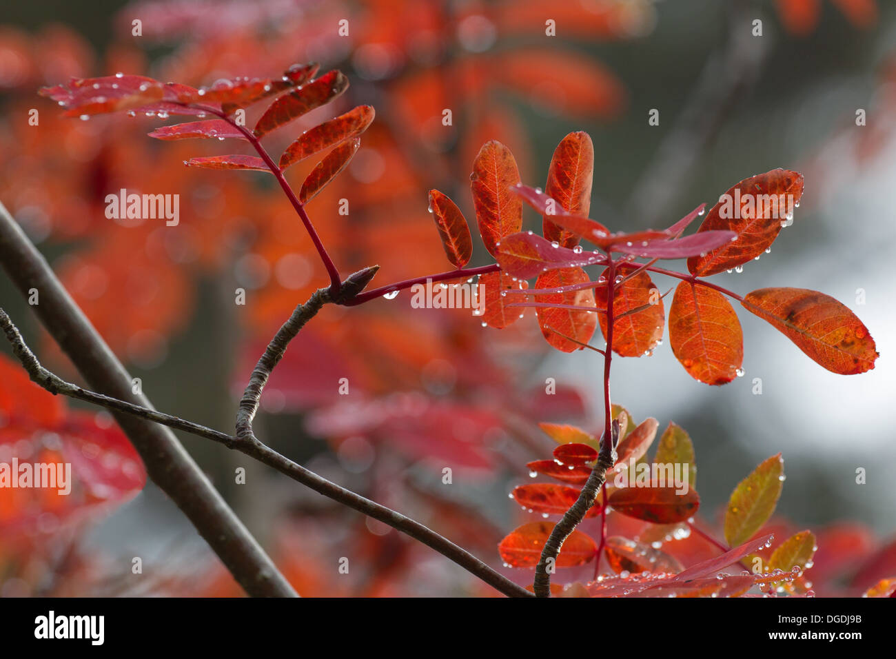 Foglie di autunno Foto Stock