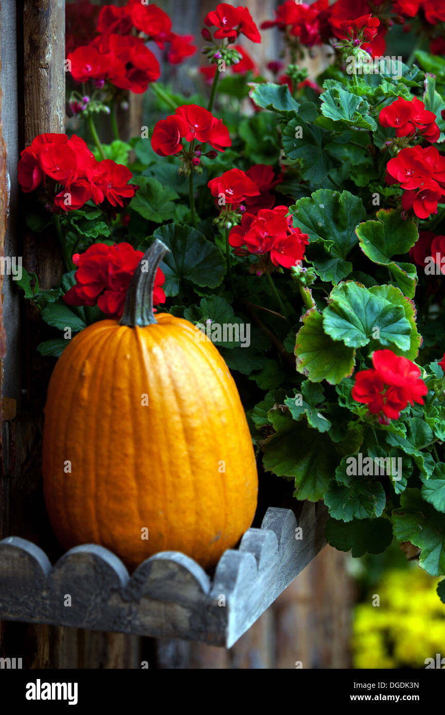 Autunno Giardino Rosso Pelargonium Fiori zucca davanzale decorativo squash davanzale in legno Flowerpot di ottobre Orange Gourd Fruit umore autunnale Foto Stock