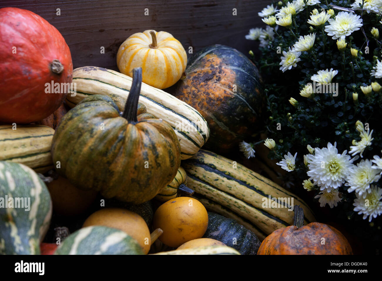 Display di autunno, zucche, squash Foto Stock