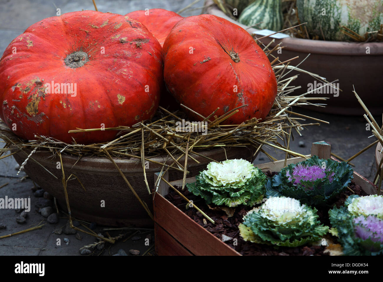 Display di autunno, zucche, squash Foto Stock