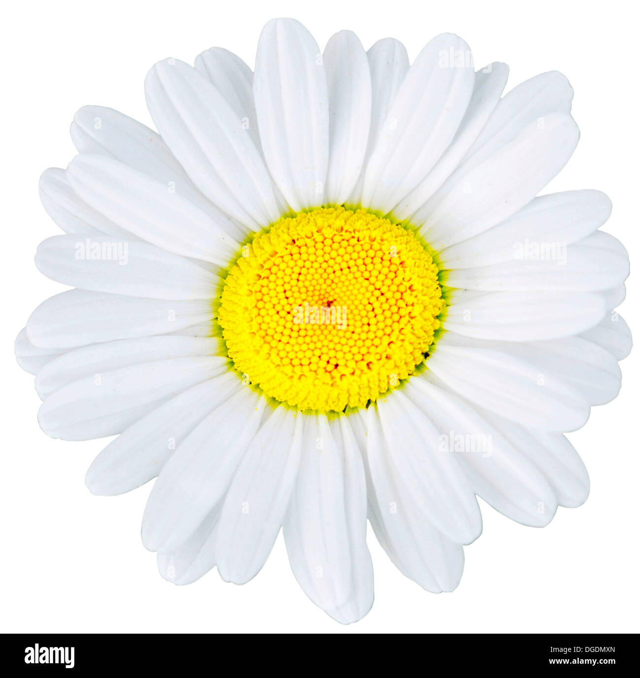 Fiori di camomilla isolati su sfondo bianco Foto Stock