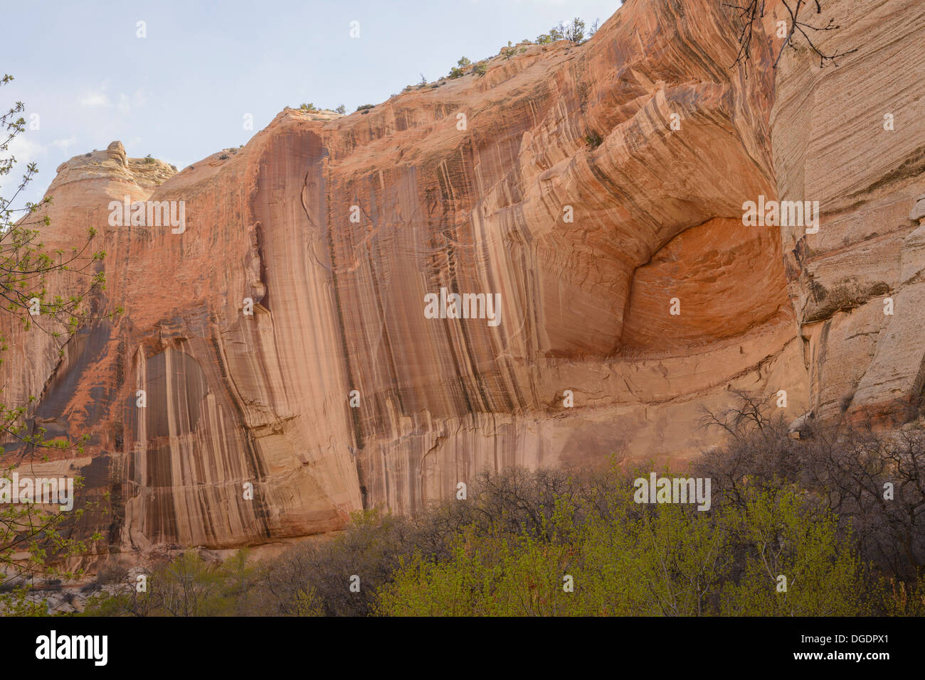 Vernice del deserto e il privè su falesie sopra Calf Creek, Scalone Escalante National Monument, Utah, Stati Uniti d'America Foto Stock