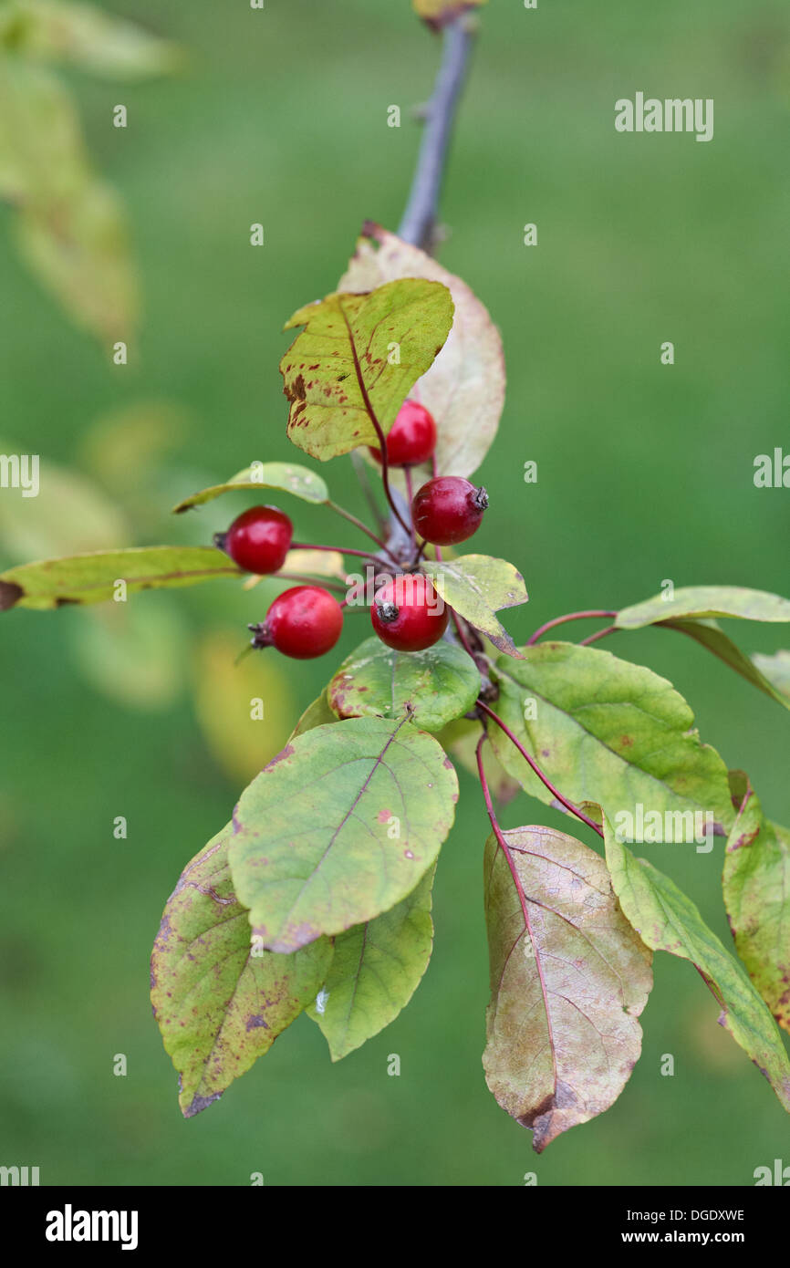 Malus "royalty" Crab Apple Tree autunno bacche Foto Stock