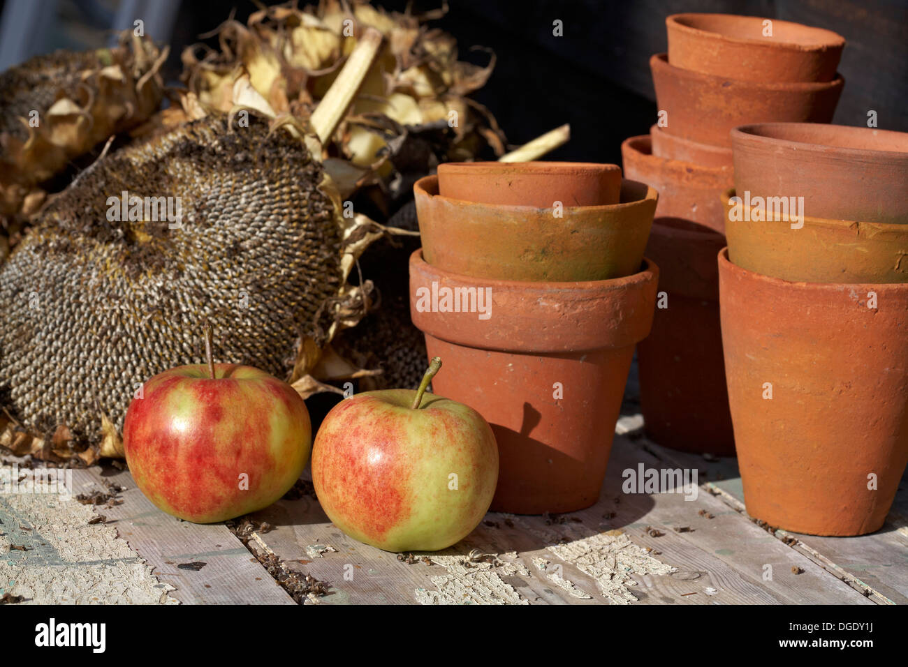 Laxton le superbe di mele con i semi di girasole capi lungo il lato dei POT del fiore Foto Stock