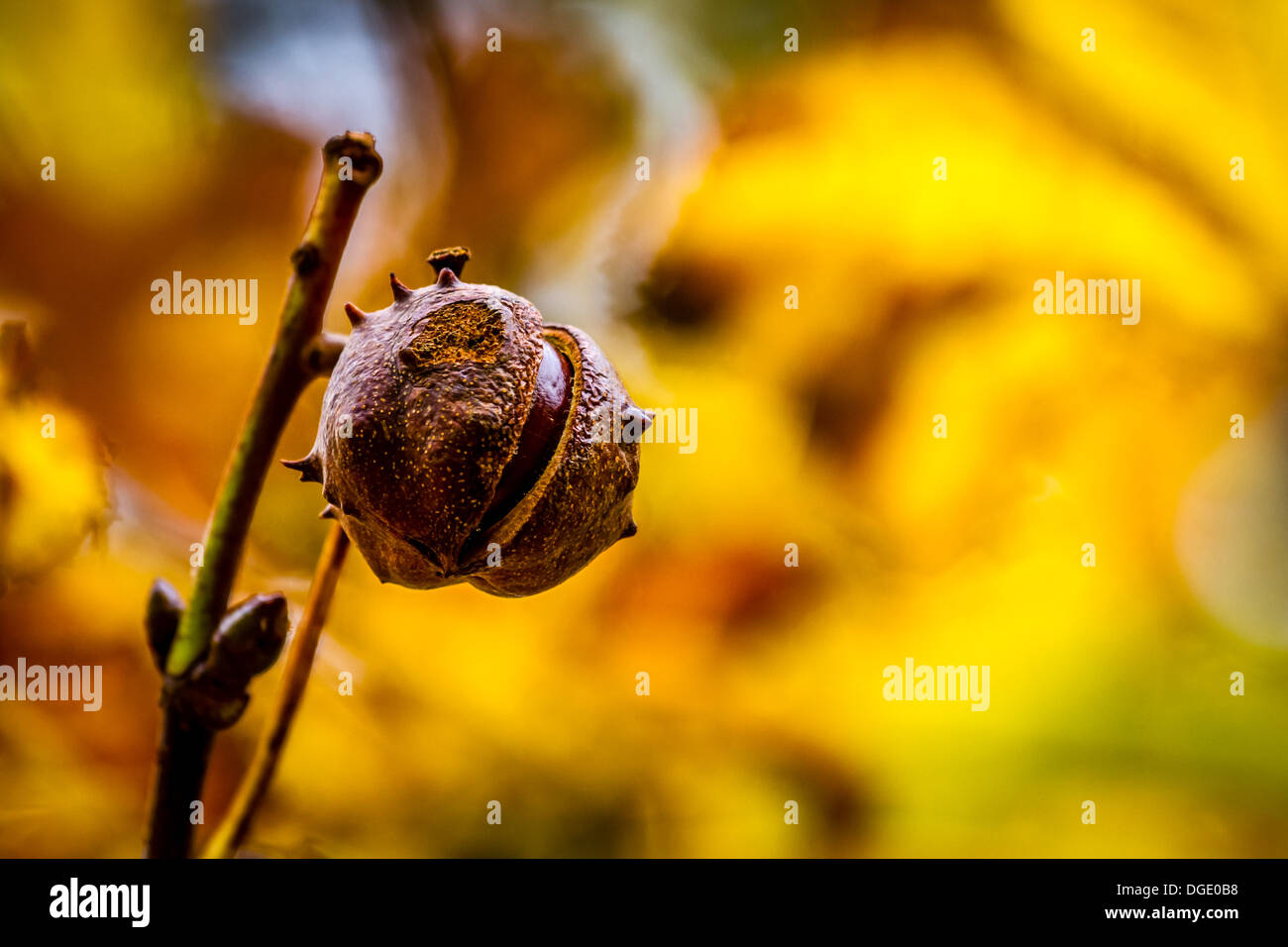 Autunno immagine: l'ultimo conker sul cavallo castagno - split seme caso, nello Yorkshire, Regno Unito Foto Stock