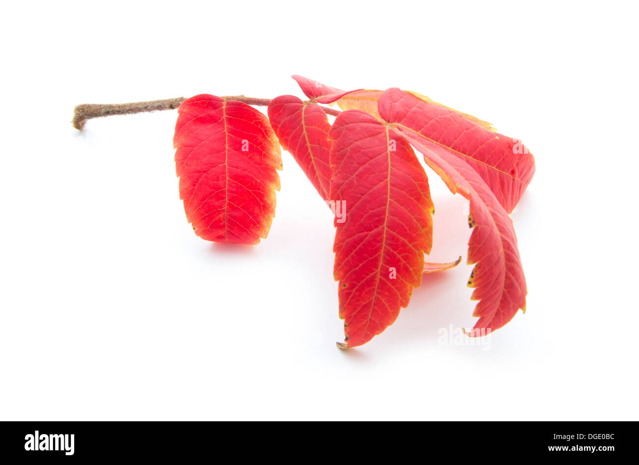 Red autumn leaf isoated su sfondo bianco Foto Stock