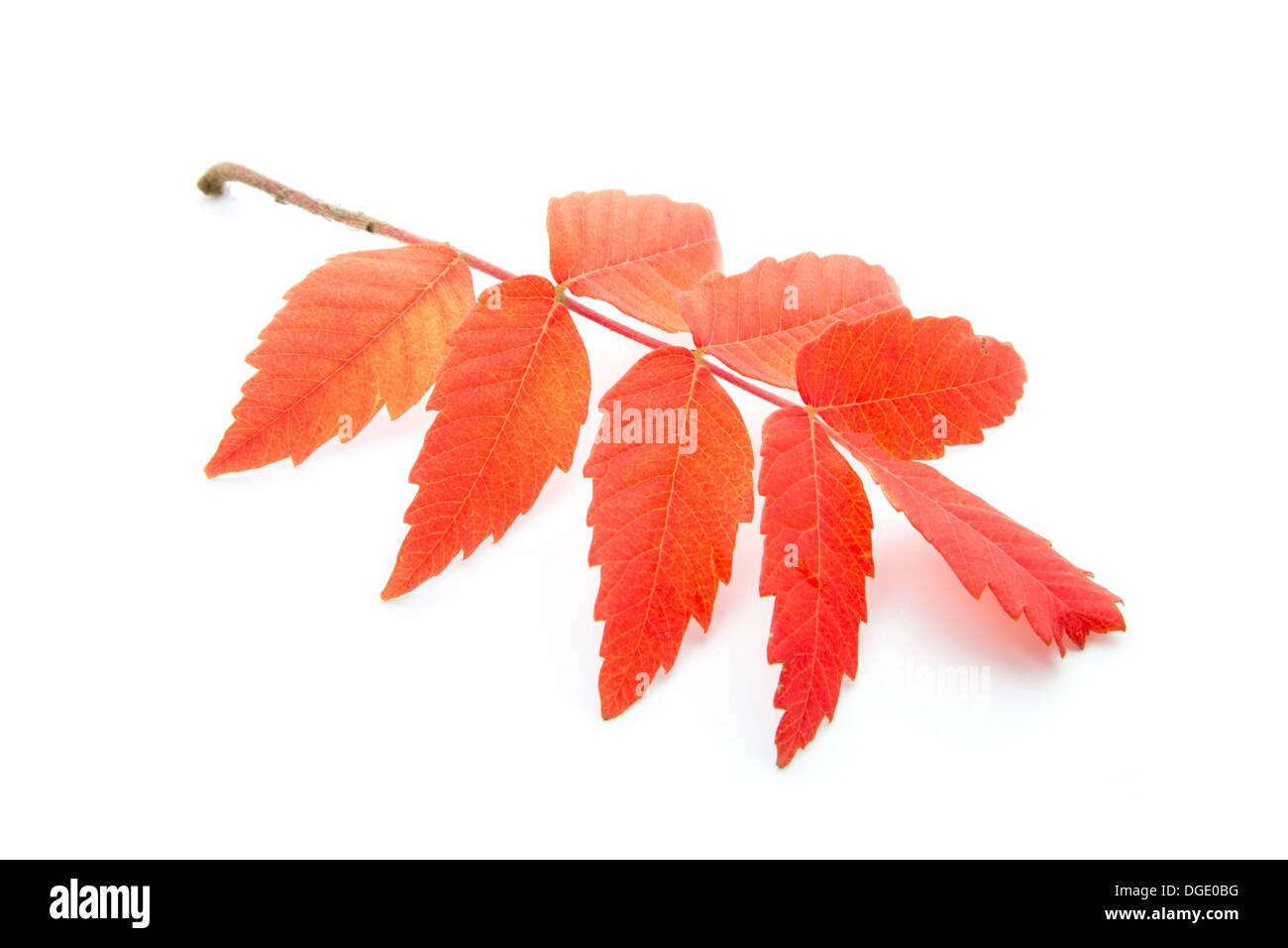 Red autumn leaf isoated su sfondo bianco Foto Stock