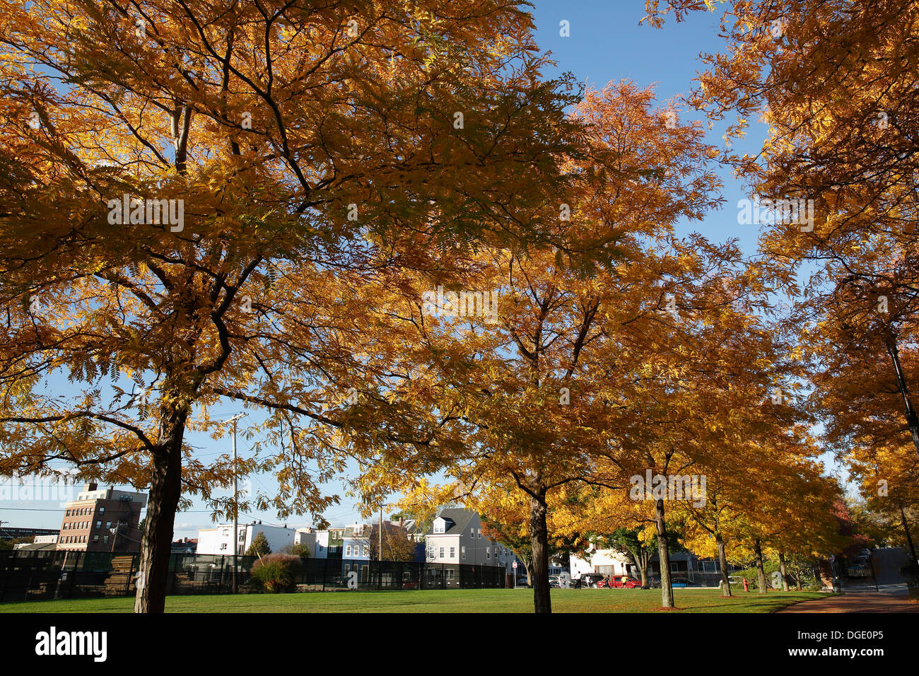 Caduta delle foglie, Piers Park, Boston, Massachusetts, STATI UNITI D'AMERICA Foto Stock