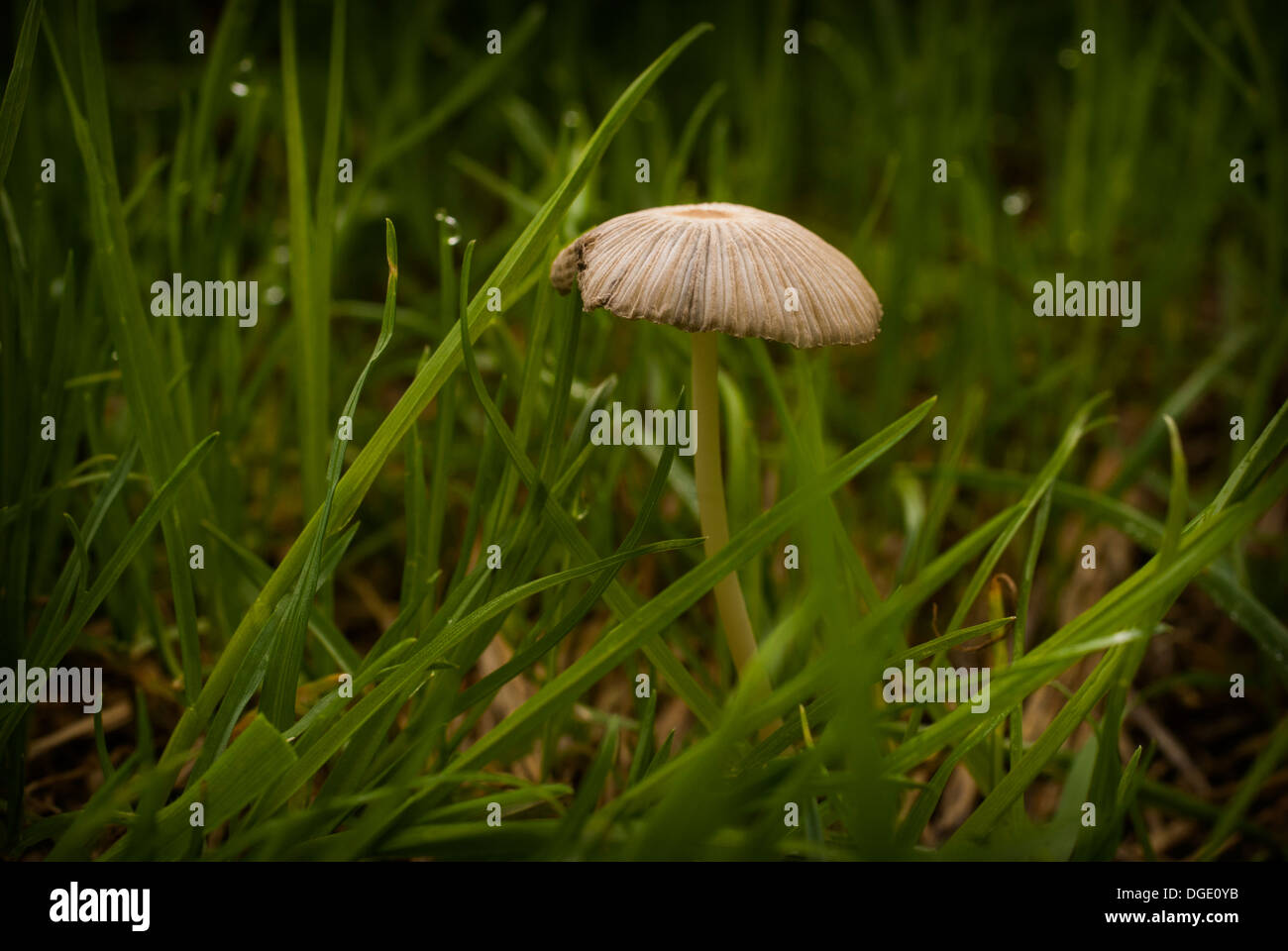 Fotografia di una singola testa a fungo, tra qualche erba lunga, la foto è stata scattata a Brixworth Country Park, Northamptonshire Foto Stock