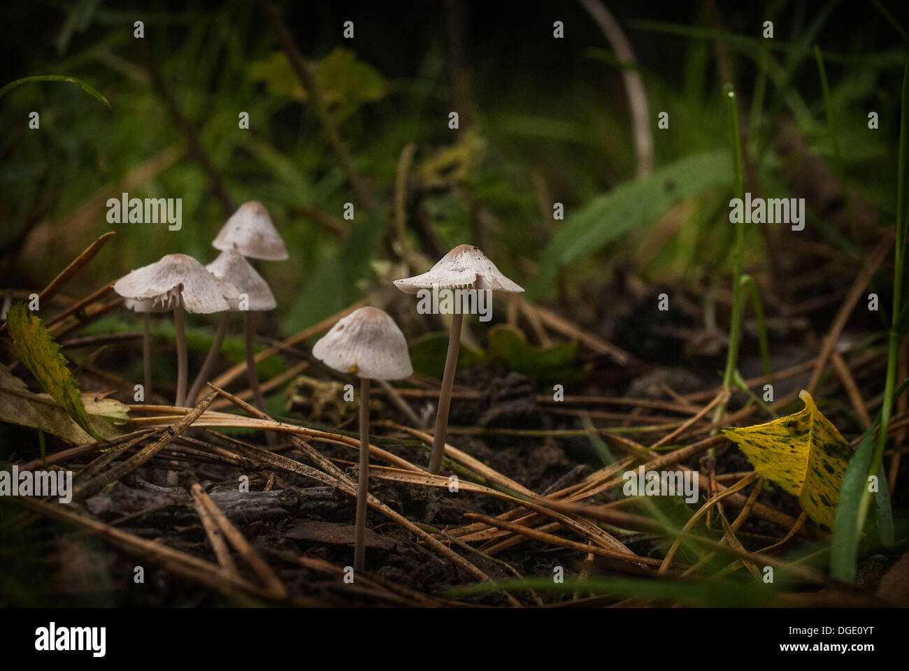 Fotografia di un gruppo di piccoli funghi crescente tra la terra umida e registri e foglie. Foto Stock