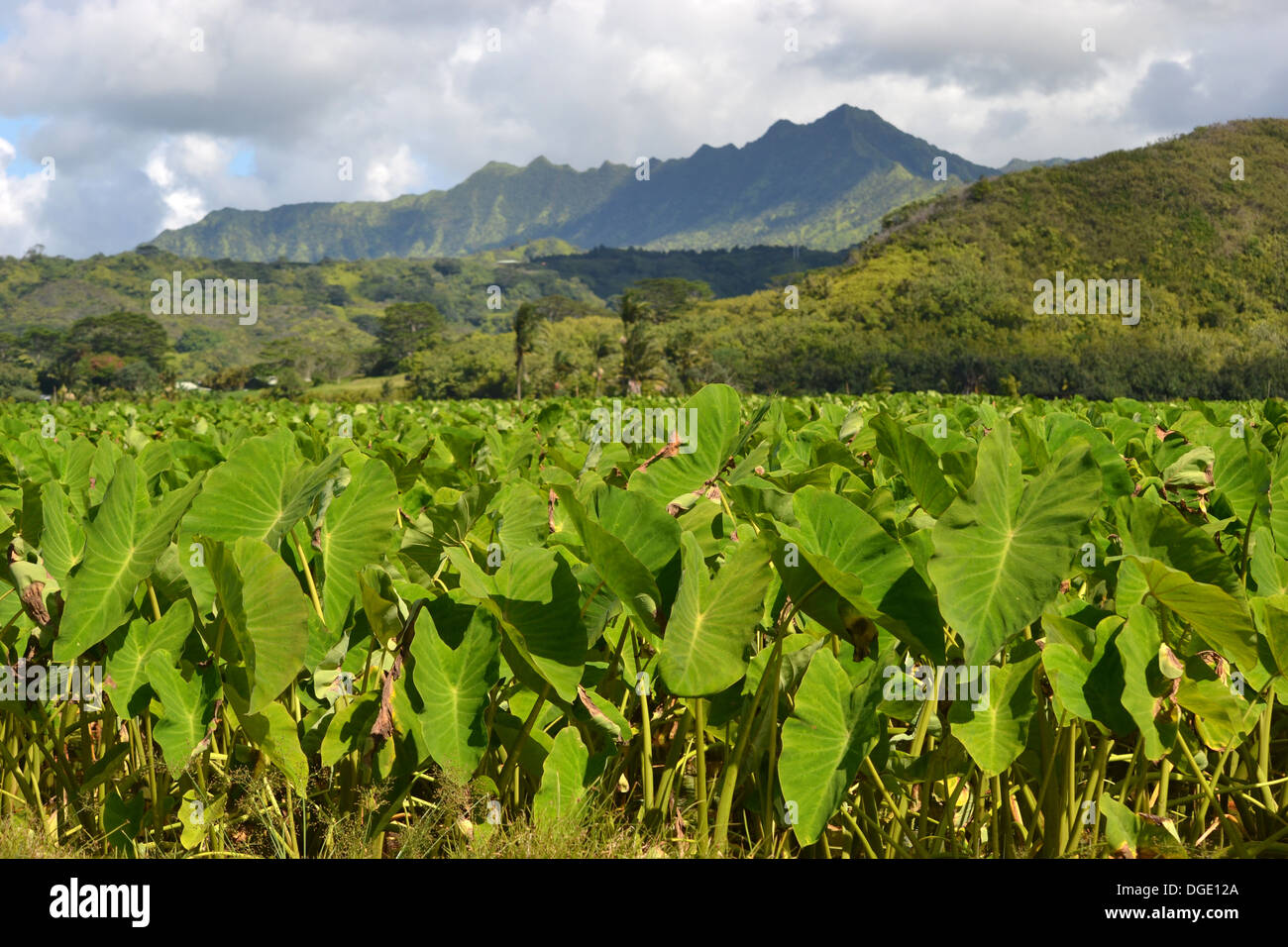 La piantagione di Taro, Colocasia esculenta, famiglia Araceae, a valle di Hanalei, Kauai, Hawaii, STATI UNITI D'AMERICA Foto Stock