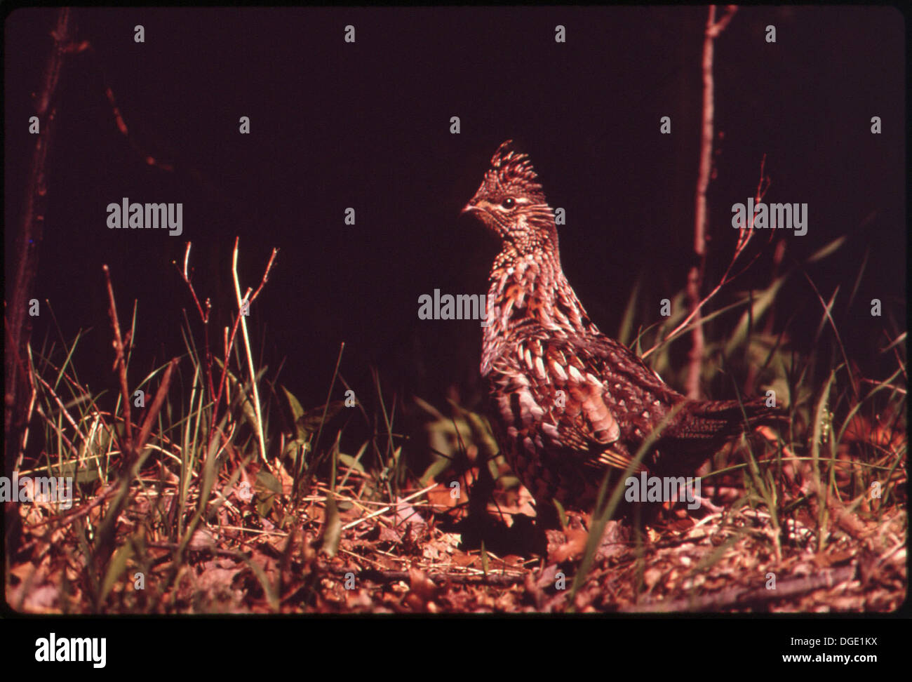 Sul lato della strada si vede un grospo in un'area rurale, probabilmente nell'habitat selvatico che frequenta. La presenza dell'uccello lungo la strada evidenzia l'intersezione tra la fauna selvatica e le infrastrutture umane. Foto Stock