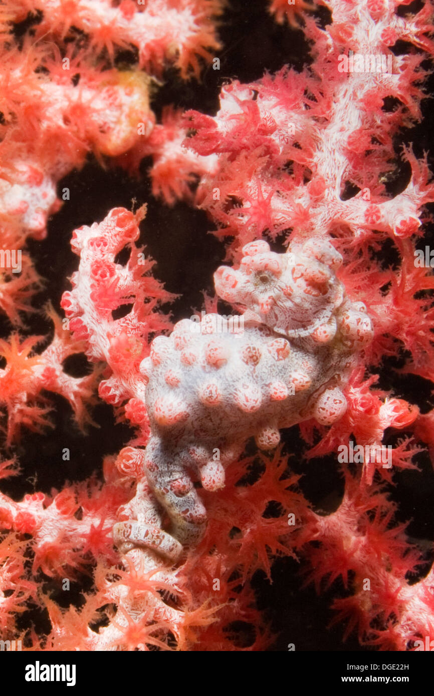 Cavalluccio marino pigmeo con il suo lembo avvolto intorno Soft Coral è ben nascosta.(Hippocampus bargibanti).stretto di Lembeh,Indonesia Foto Stock