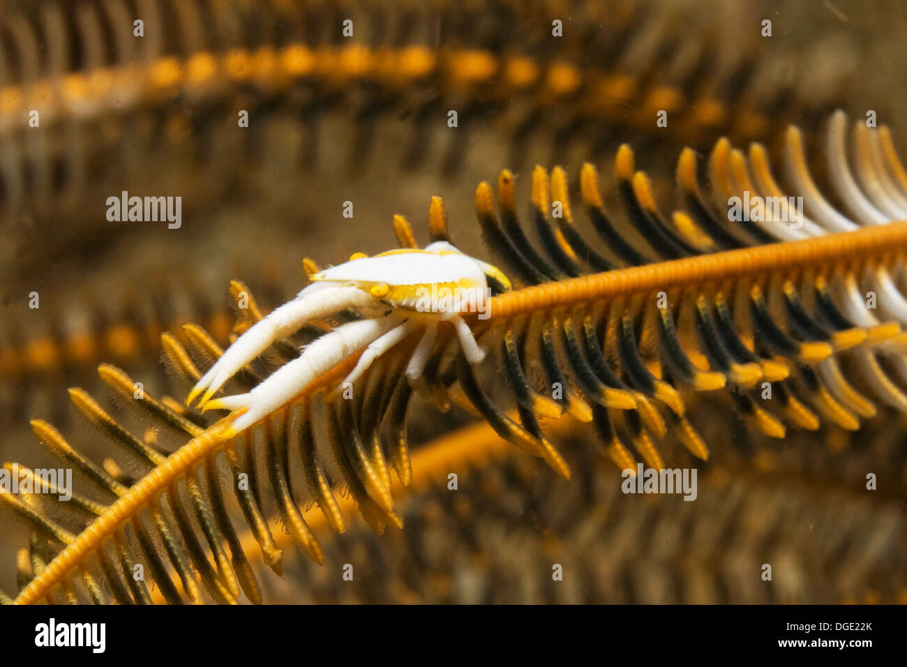 Baba Crinoide Squat Aragosta su crinoide assumere la colorazione per nascondere.(Allogalathea babai).stretto di Lembeh,Indonesia Foto Stock