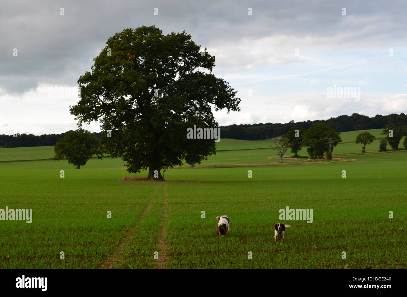 Cani da lavoro Foto Stock