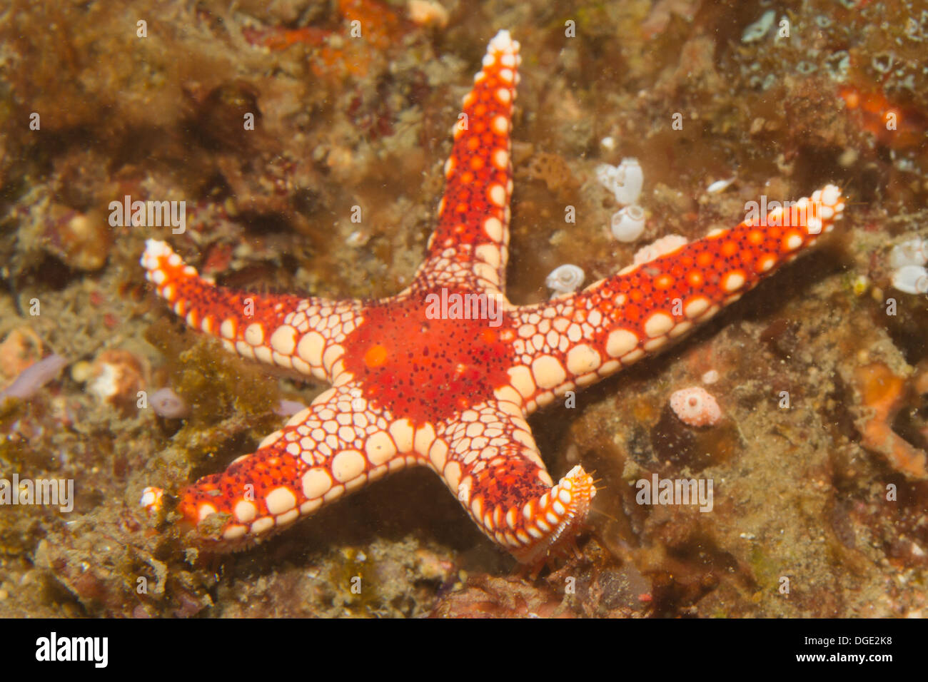 La menta piperita stella di mare.(Fromia monilis).stretto di Lembeh,Indonesia Foto Stock