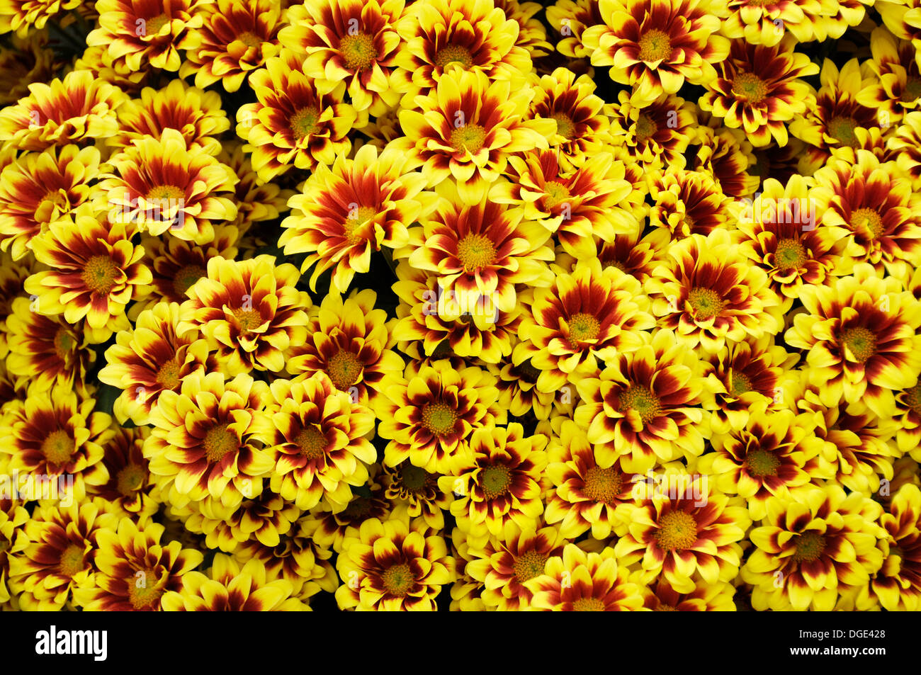 Tappeto di fiori di rosso e di giallo fiori a margherita Foto Stock