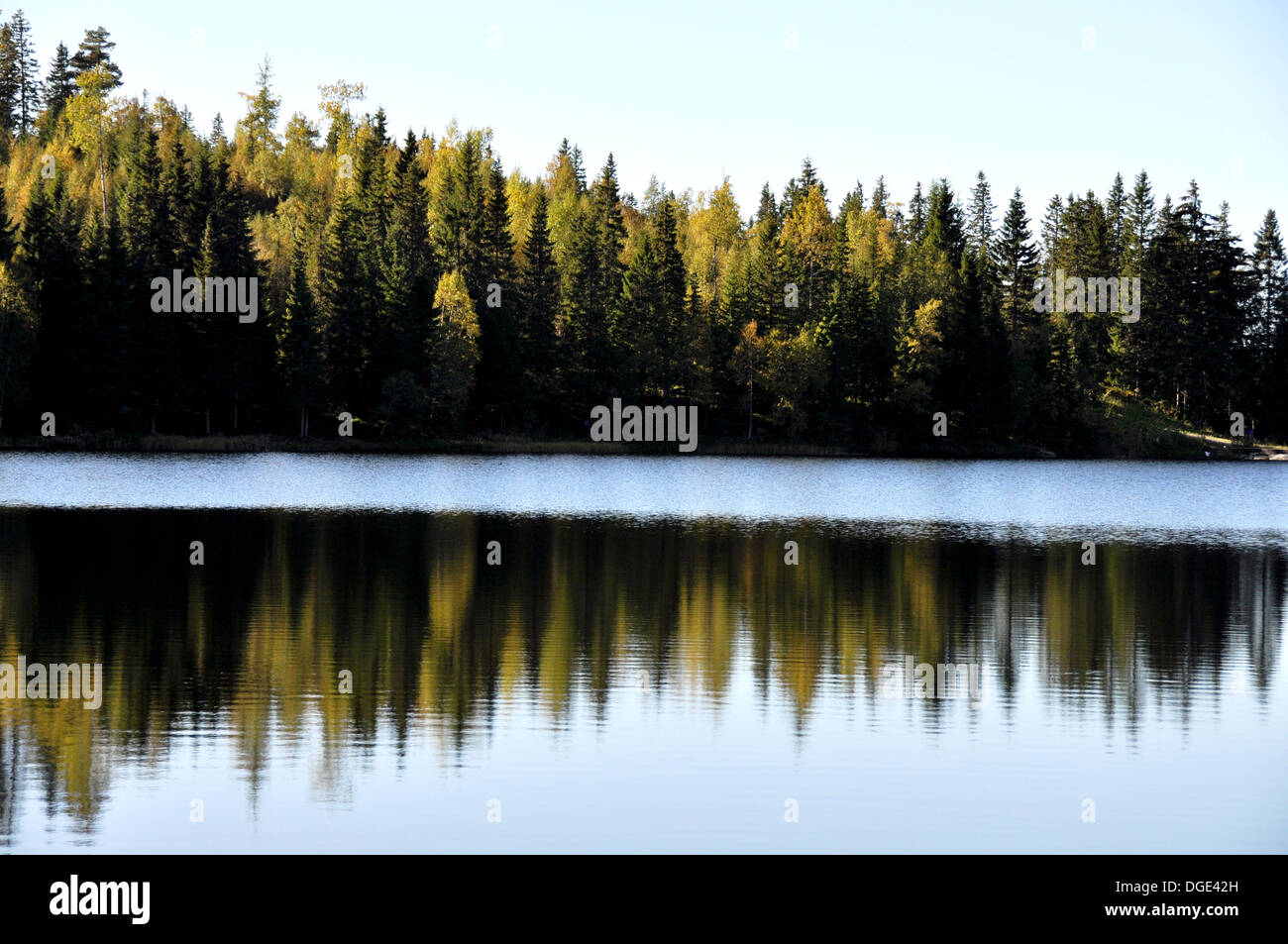 Autunno riflessioni di foresta in un lago Foto Stock