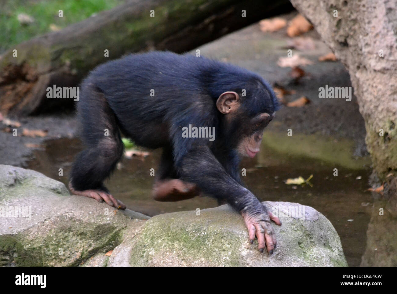 Scimpanzé per neonati Foto Stock