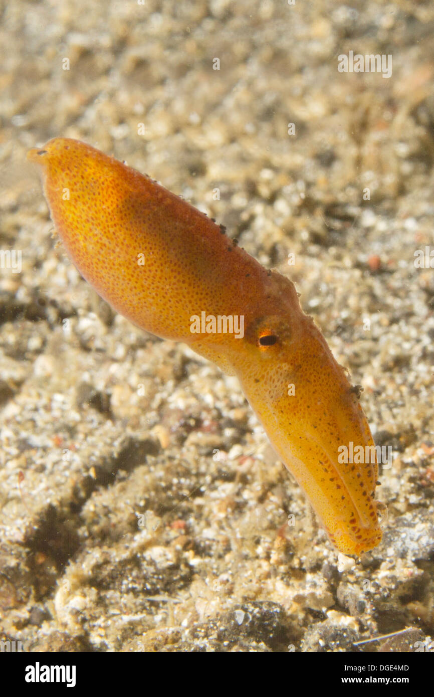 Il veleno Ocellae polpo in forma giovanile.(Amphioctopus siamensis).stretto di Lembeh,Indonesia Foto Stock