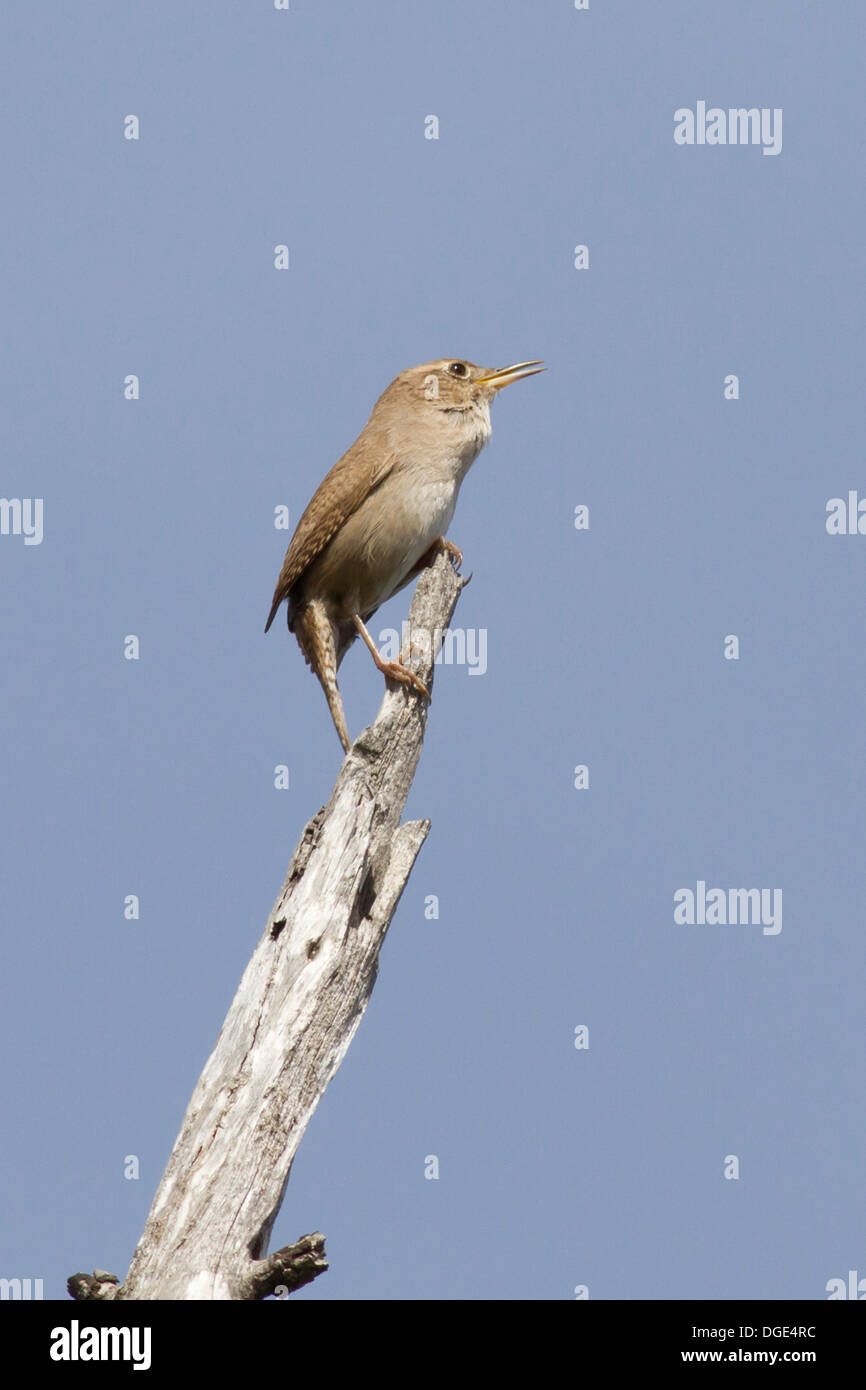 Casa Wren con bill aperto chiamando.(Troglodytes aedon).Bolsa Chica Wetland,California Foto Stock