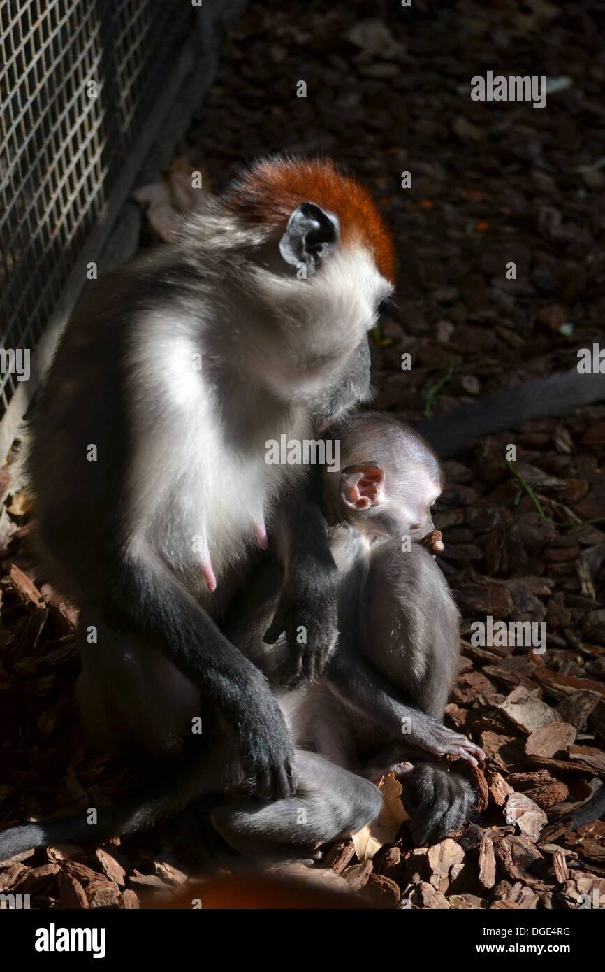 La madre e il neonato Mangabey Monkey Foto Stock