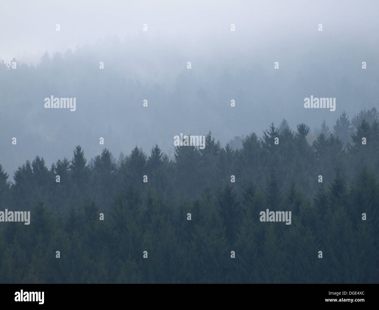Una mistica nebbia mattutina nella foresta bavarese, Baviera, Germania Foto Stock