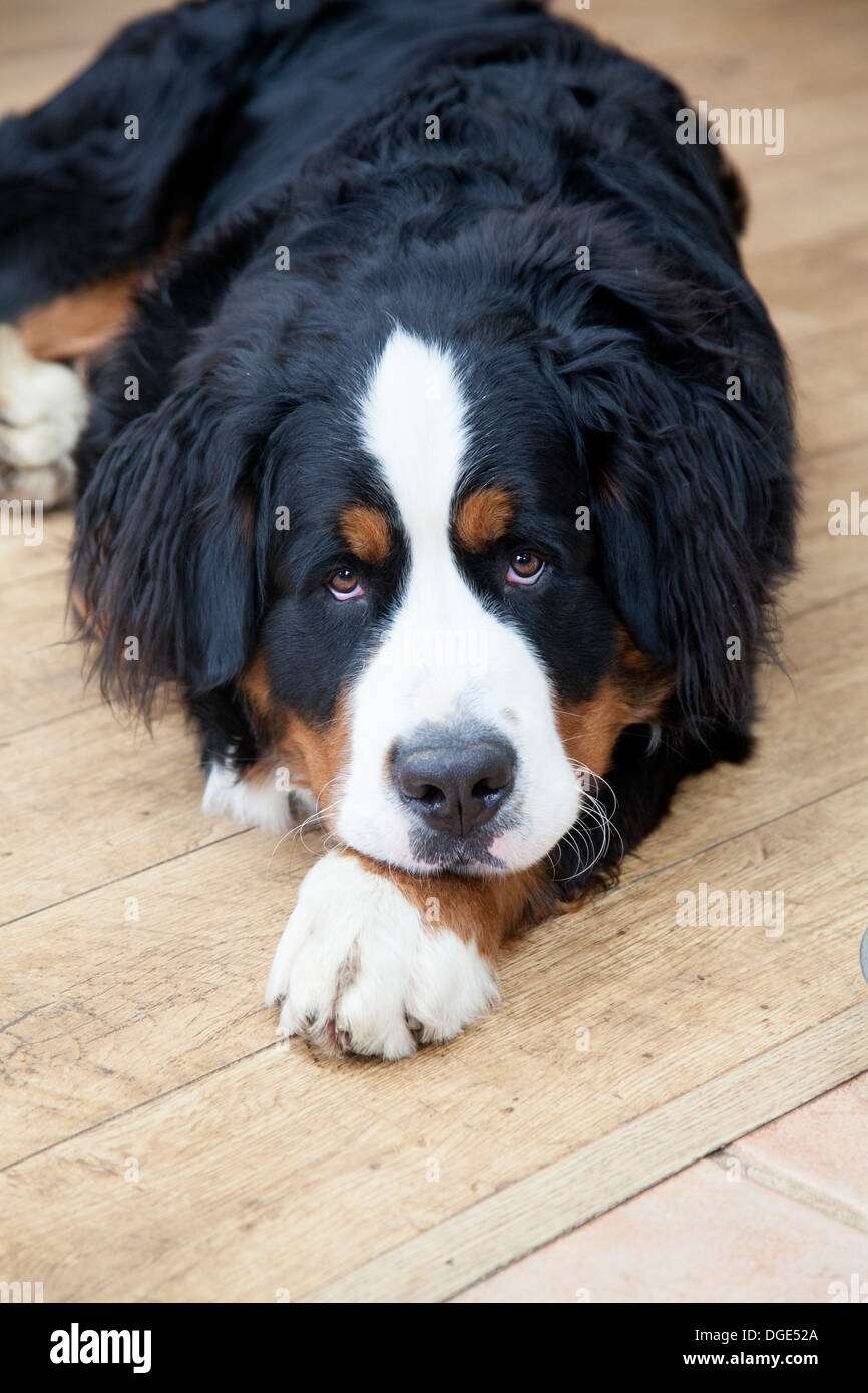 Bovaro del Bernese guardando a voi. Foto Stock