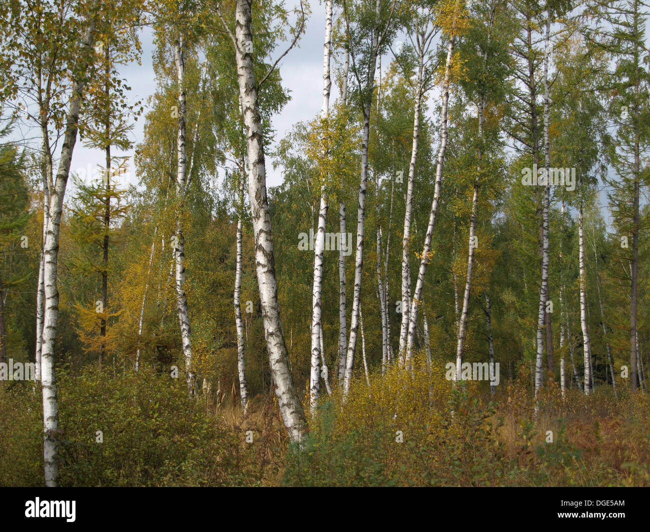 Legno, bosco di betulle in autunno / Wald mit Birken im Herbst Foto Stock