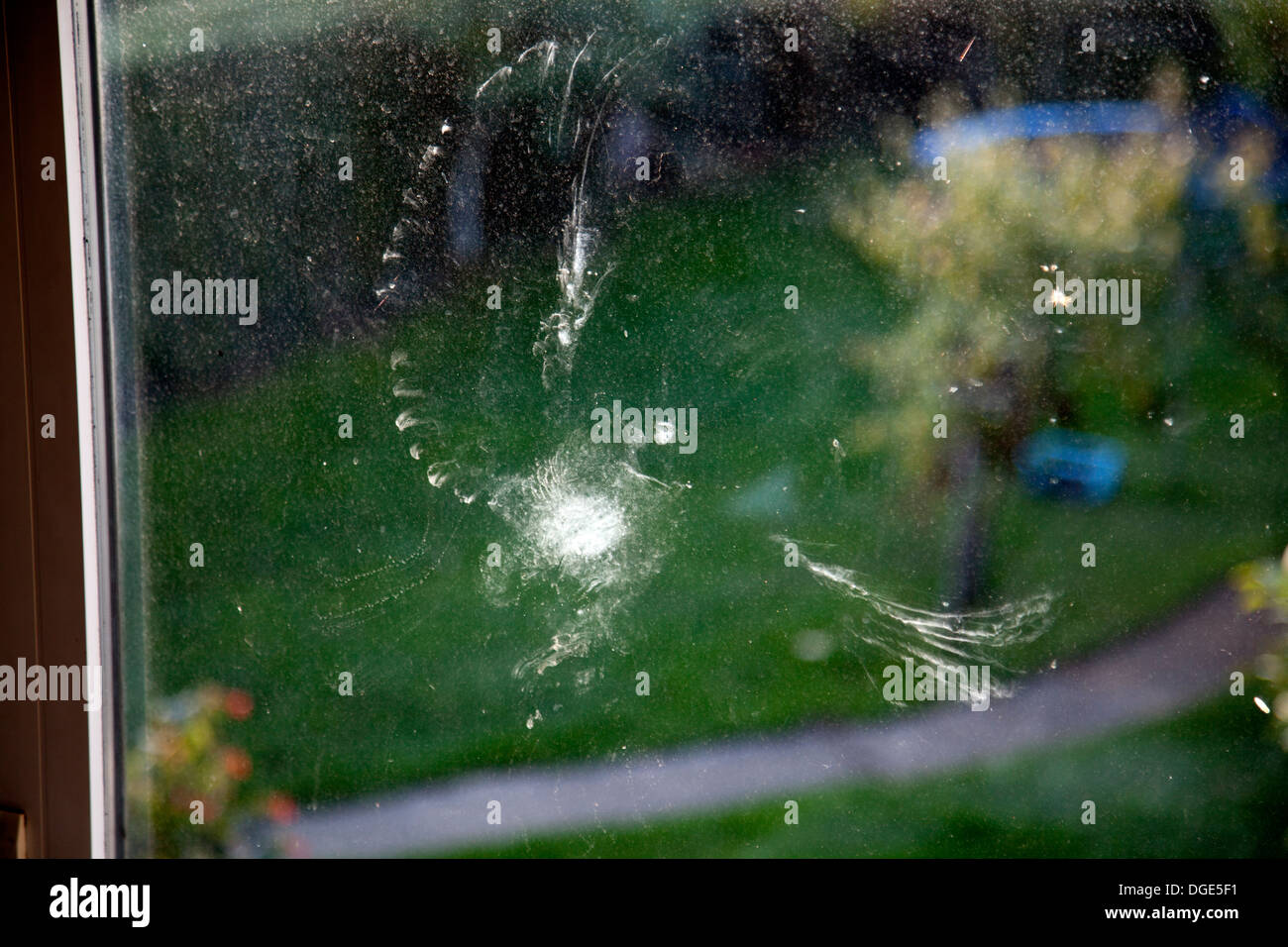 Bird strike prova a sinistra dietro, probabile una colomba pigeon, colpendo una finestra e lasciando un "feather polvere' imprint. Foto Stock