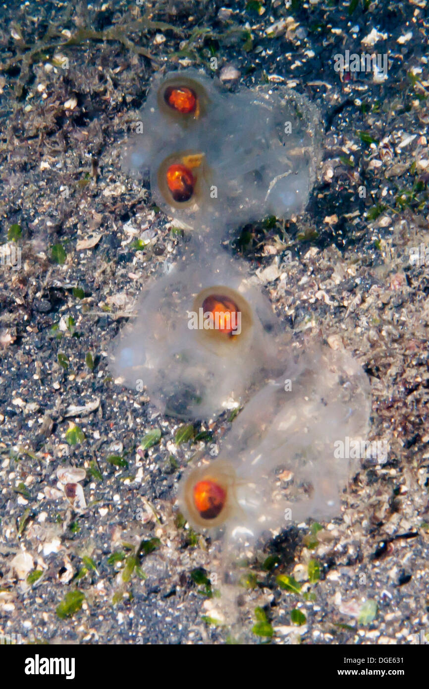 Catena di tunicati pelagici anche chiamato Salps.(Salp sp.).stretto di Lembeh, Indonesia Foto Stock
