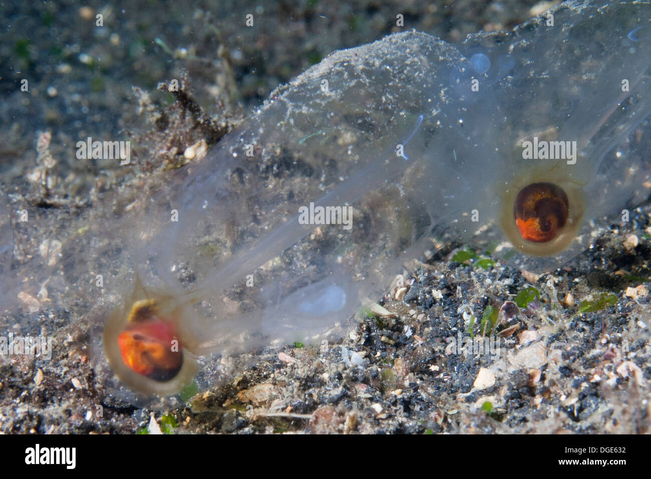 Pesca pelagica tunicati anche chiamato Salps.(Salp sp.).stretto di Lembeh, Indonesia Foto Stock