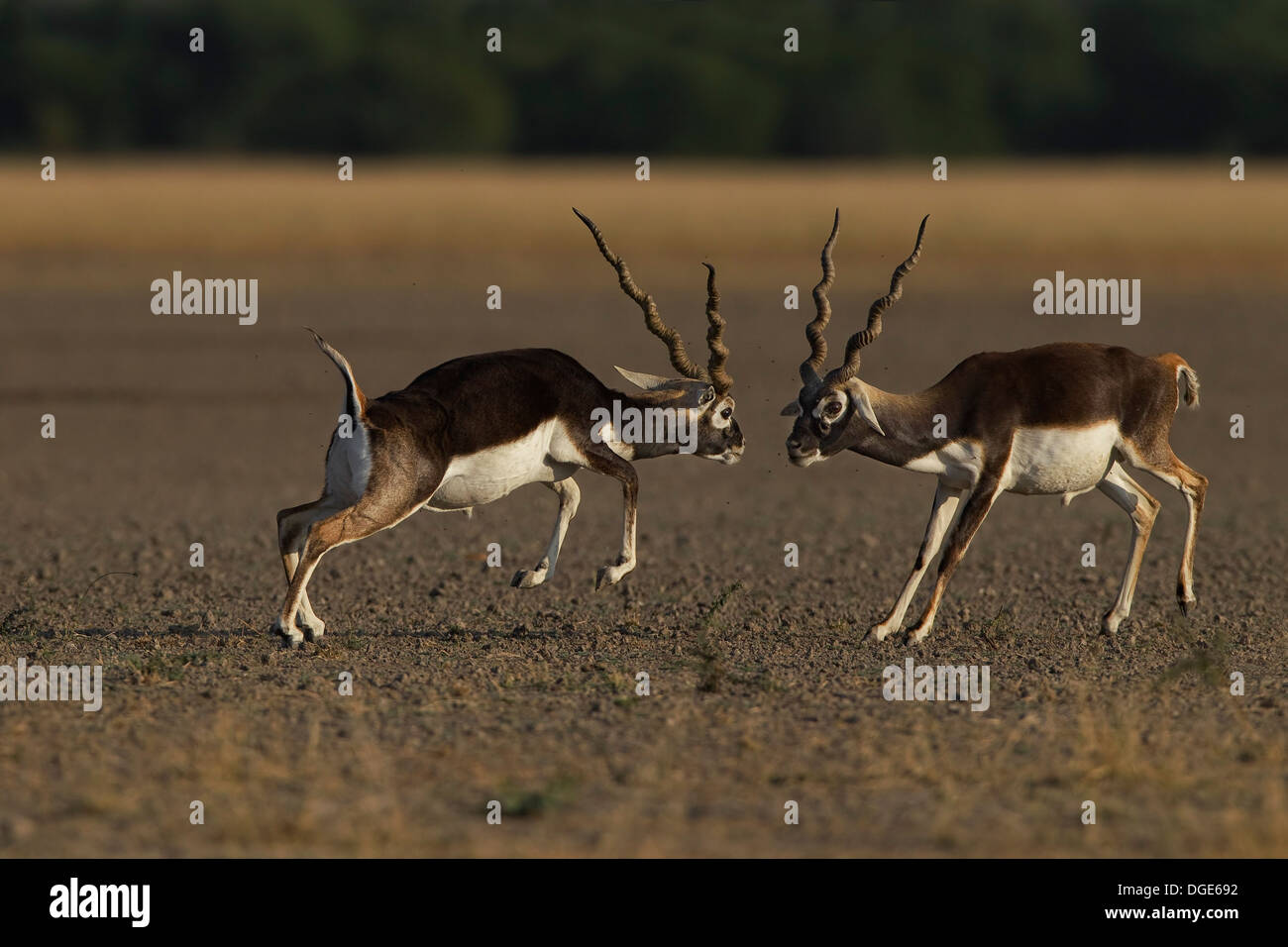 Blackbuck in azione Foto Stock