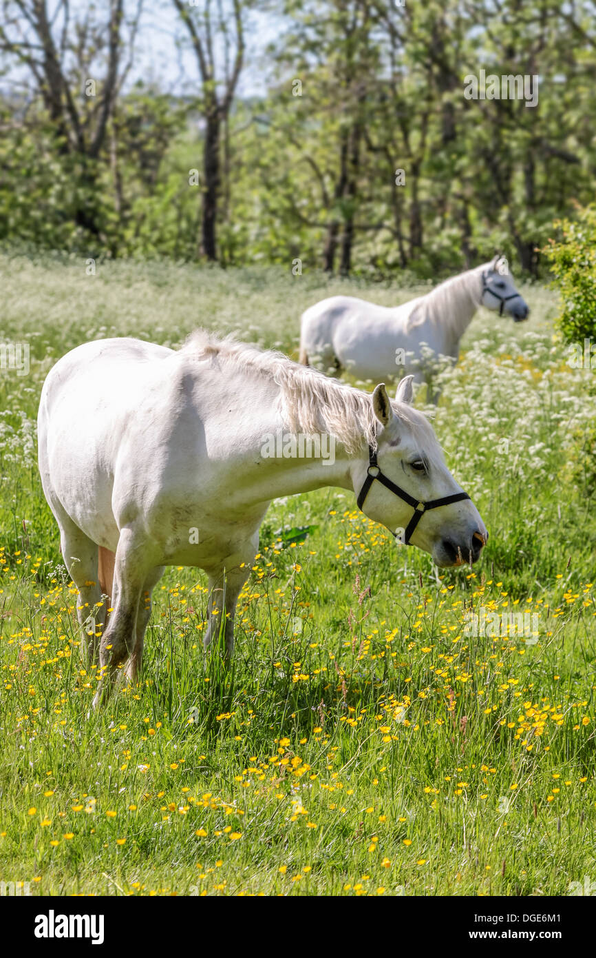 White Horse in fiore prato vicino Arsdale su Bornholm, Danimarca Foto Stock