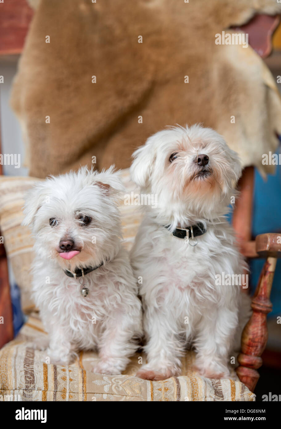 Una coppia di maltesi cani pet in un home UK Foto Stock