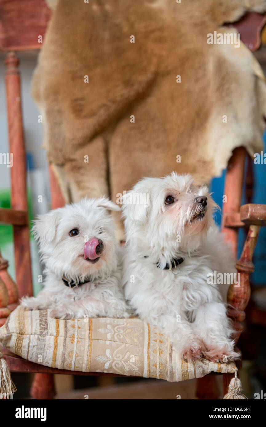 Una coppia di maltesi cani pet in un home UK Foto Stock