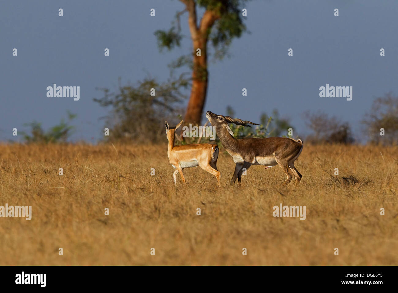 Blackbuck coniugata Foto Stock