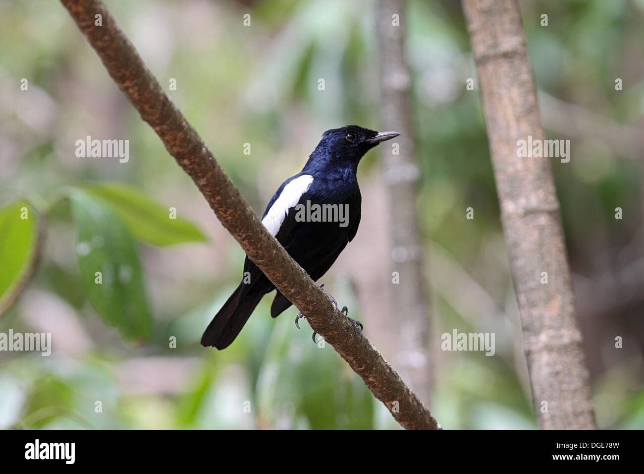 Seychelles Magpie Robin Su Cousin isola delle Seychelles Foto Stock