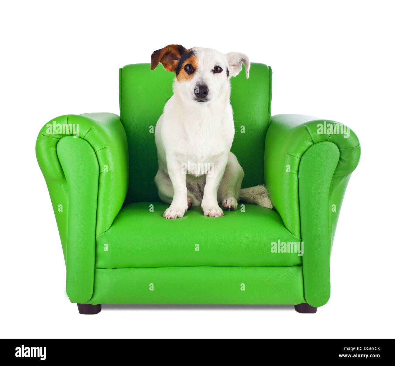 Poltrona cane seduto ritratto Immagini senza sfondo e Foto Stock ritagliate  - Alamy