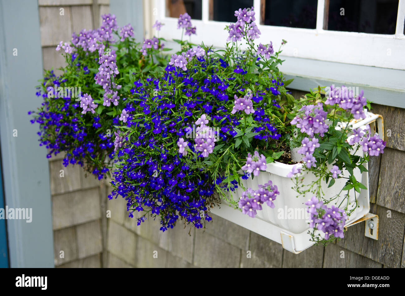 Finestra bianca con scatola blu e fiori viola su un grigio edificio incastrata. Foto Stock