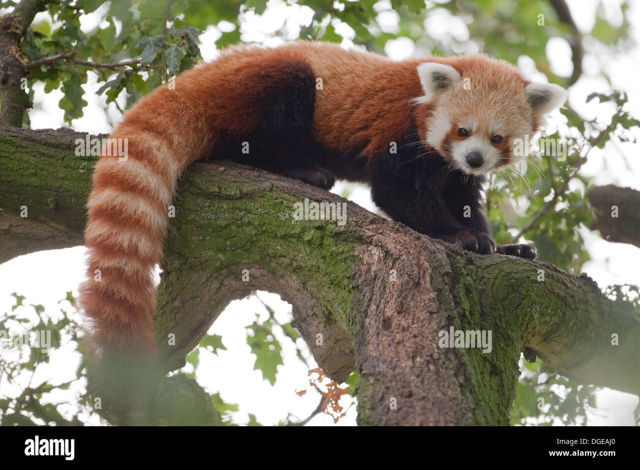 Rosso o panda minore (Ailurius fulgens). Guardando verso il basso dal ramo di albero. Foto Stock