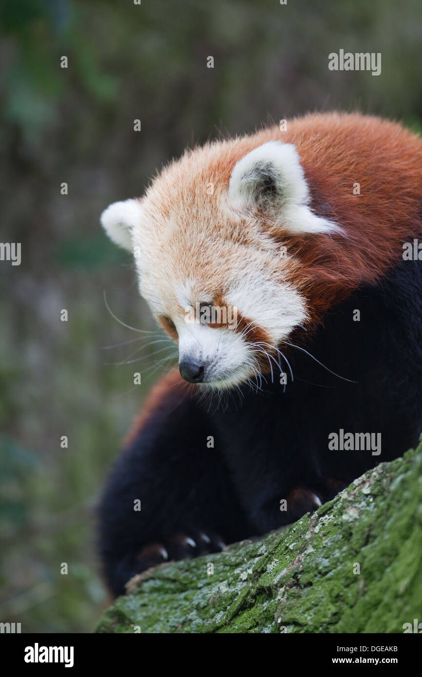 Rosso o panda minore (Ailurius fulgens). Whipsnade Zoo. Foto Stock