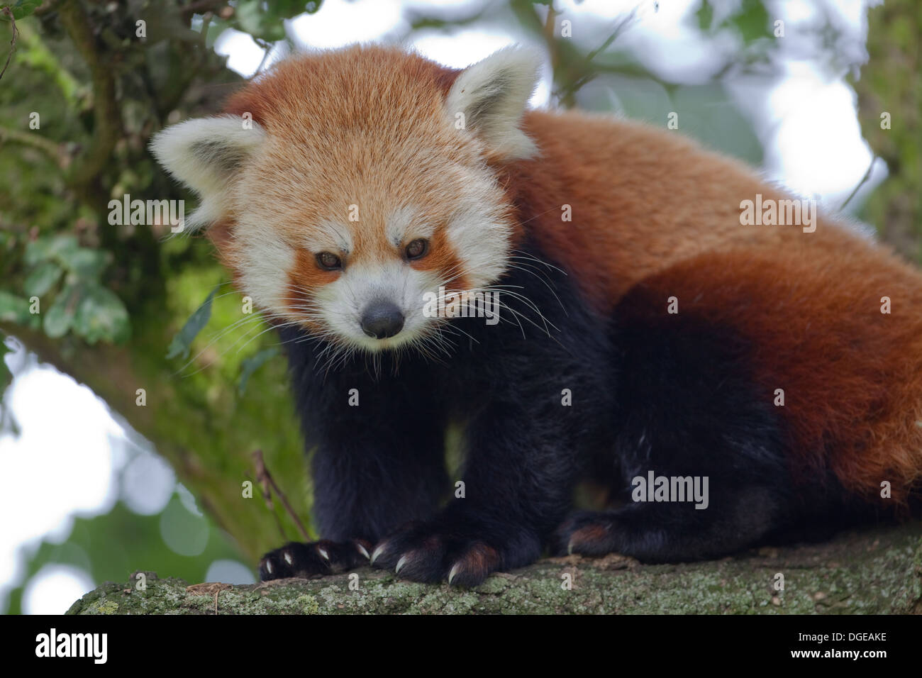 Rosso o panda minore (Ailurius fulgens). Guardando attraverso la Quercia di fogliame. Whipdsnade Zoo. Foto Stock