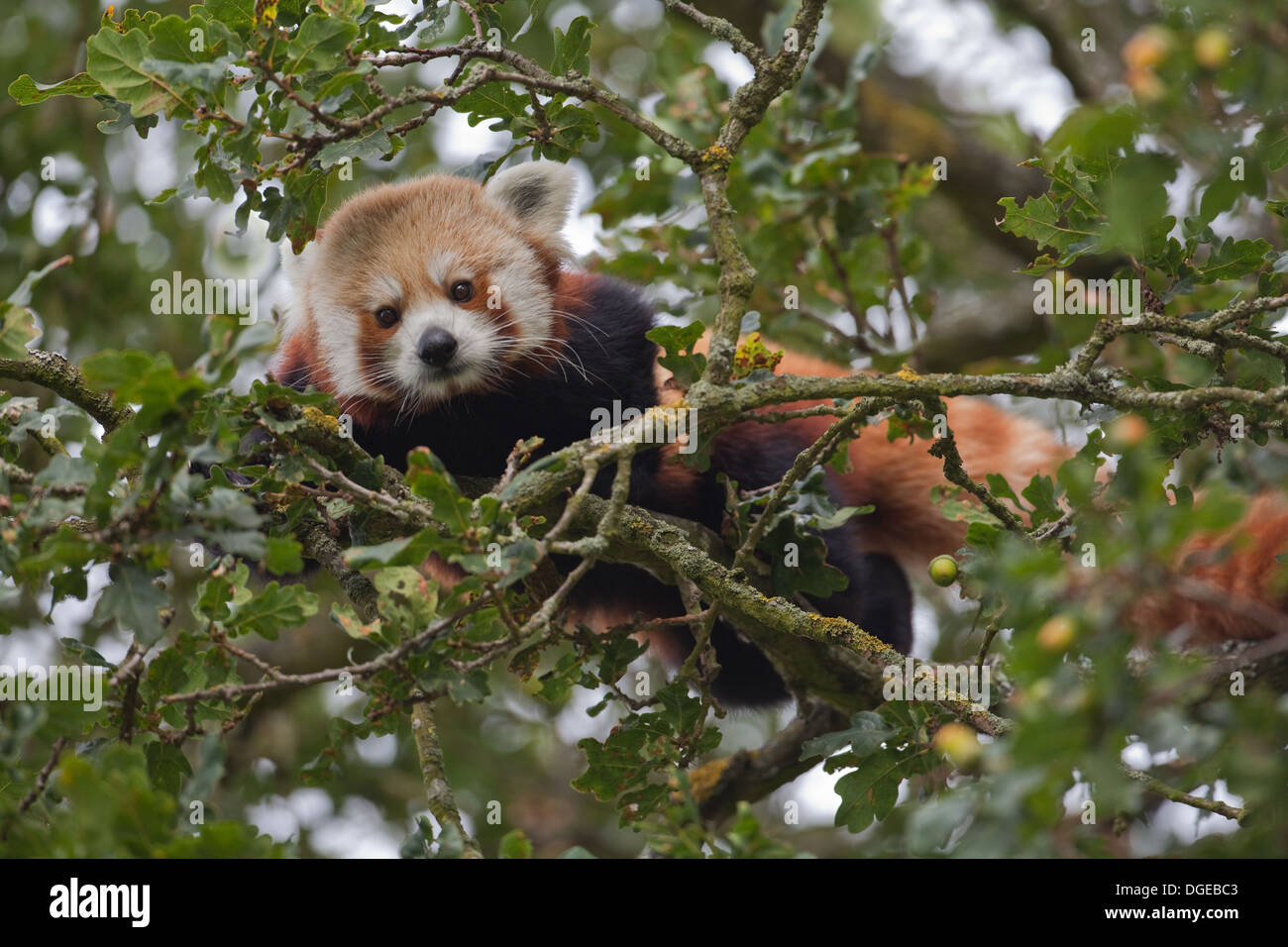 Rosso o panda minore (Ailurius fulgens). Guardando verso il basso dalla parte superiore dei rami di un albero di quercia. Foto Stock