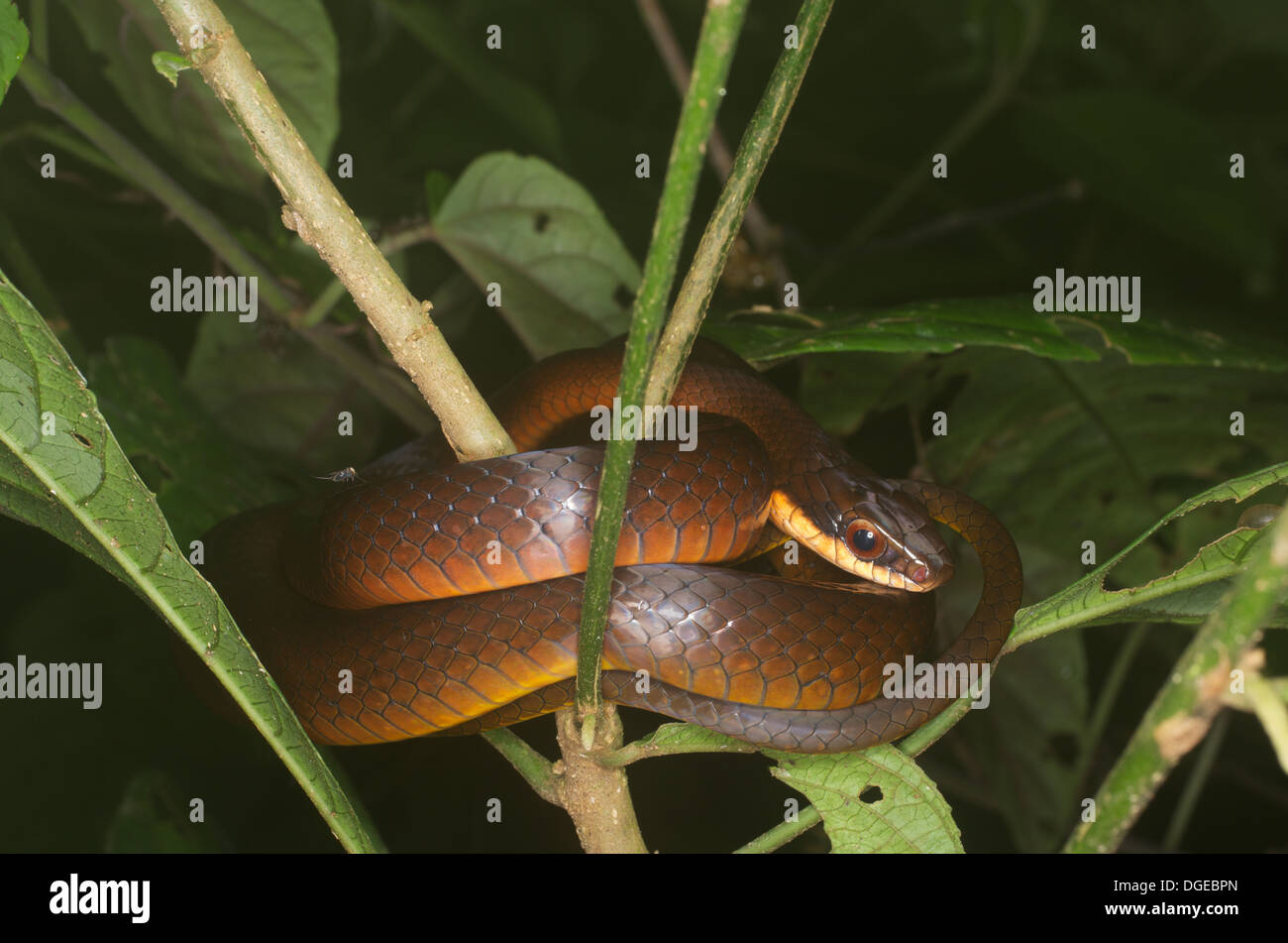 Una lucida comune Racer snake (Drymoluber dichrous) avvolta alla notte di vegetazione nella foresta pluviale amazzonica di Loreto, Perù. Foto Stock